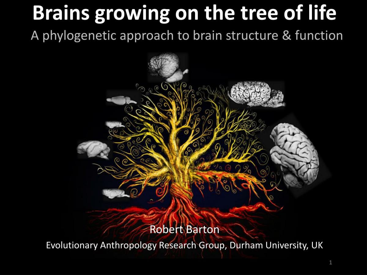 on the tree of life: a phylogenetic approach to brain structure